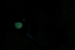 Eyelight Fish photo 4