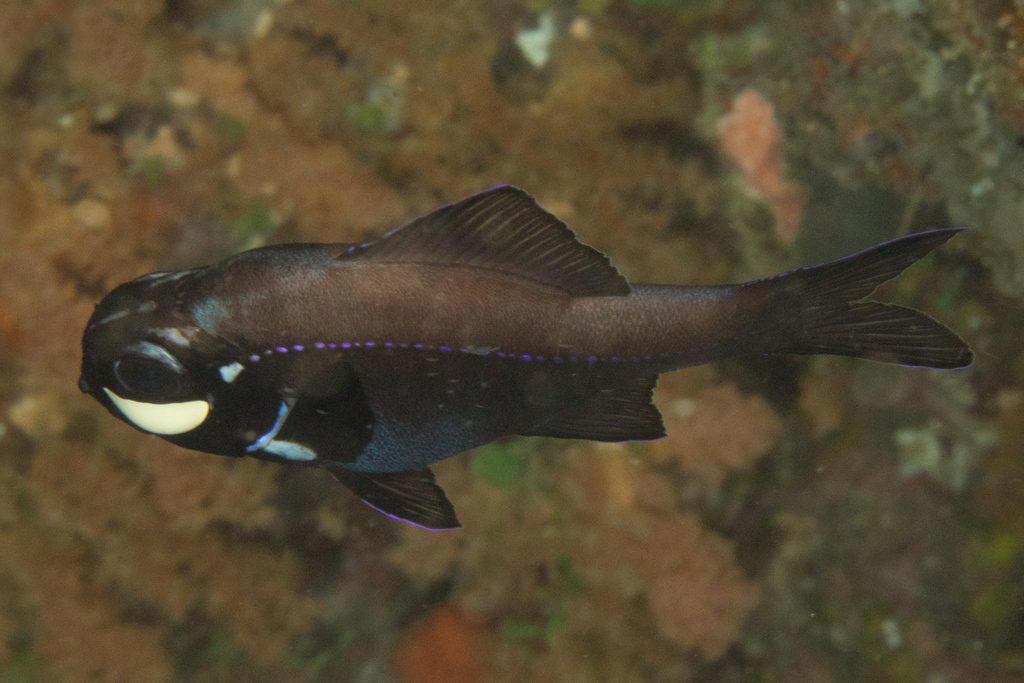 Eyelight fish (Photoblepharon palpebratum) — Anomalopidae