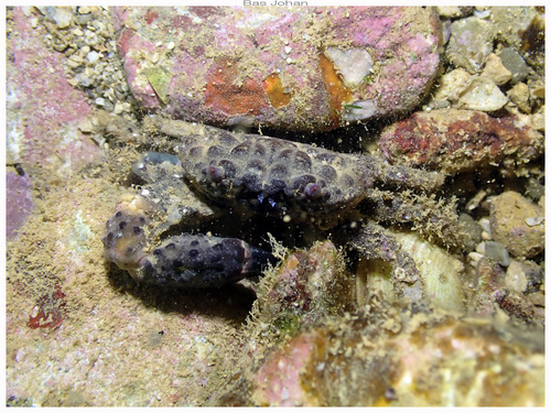 Cyclodius ungulatus observed 2025-08-31