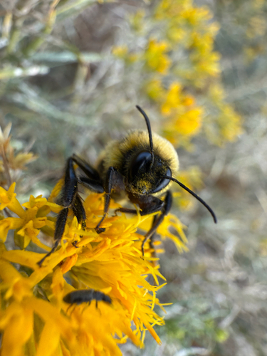 Red-belted Bumble Bee photo 6