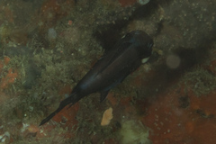 Eyelight Fish photo 3