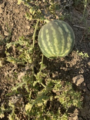 Citrullus colocynthis