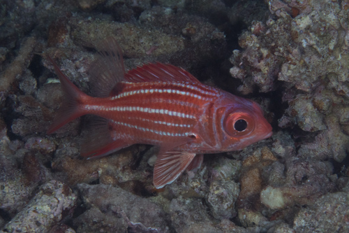 Samurai squirrelfish (Sargocentron ittodai) — Holocentridae — 5