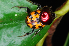 Helictopleurus splendidicollis