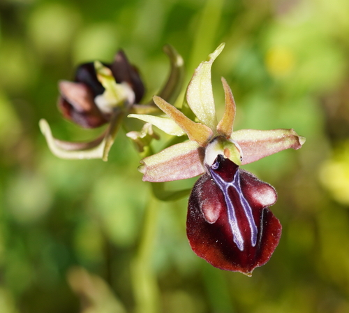 Bosom Orchid