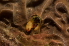 Paguritta corallicola