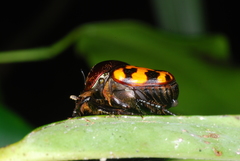 Helictopleurus splendidicollis