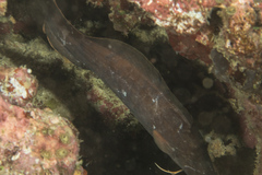 Brotula multibarbata