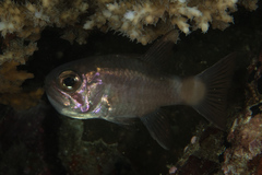 Nectamia savayensis