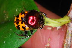 Helictopleurus splendidicollis