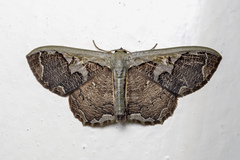 Zythos turbata