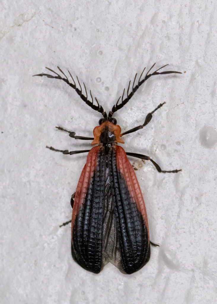 Caenia amplicornis