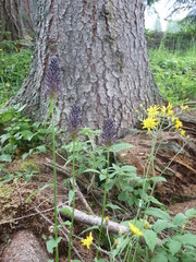 Phyteuma ovatum ovatum