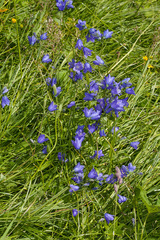 Campanula rhomboidalis