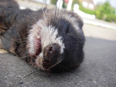 Mustela putorius
