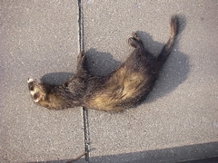 Mustela putorius