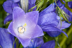 Campanula rhomboidalis
