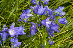 Campanula rhomboidalis