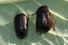 Phyllophaga drakii