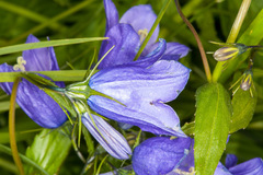 Campanula rhomboidalis