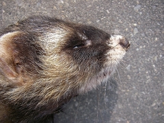 Mustela putorius