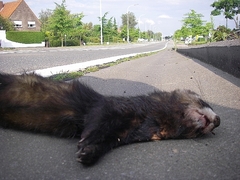 Mustela putorius
