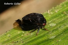 Heteronotinae