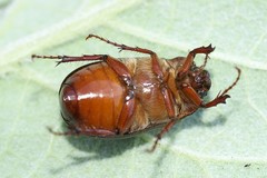 Phyllophaga drakii