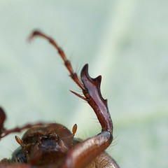 Phyllophaga drakii