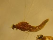 Acentrella