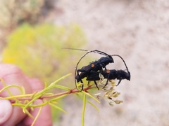 Tragidion coquus