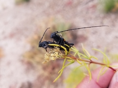 Tragidion coquus
