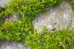 Campanula excisa