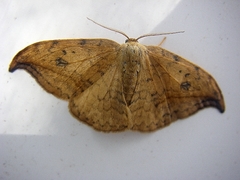 Drepana falcataria
