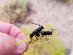 Tragidion coquus