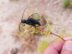 Tragidion coquus