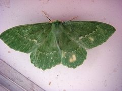Geometra papilionaria