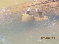 Kinosternon durangoense