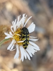 Acmaeodera decipiens