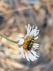 Acmaeodera decipiens