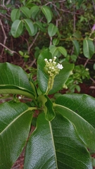 Rauvolfia