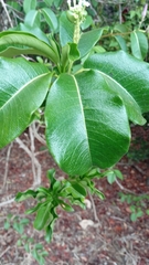 Rauvolfia