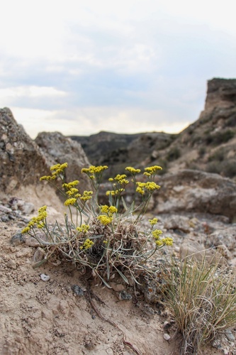 Eriogonum brevicaule var. brevicaule
