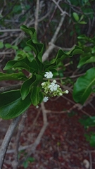 Rauvolfia