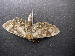 Anania coronata