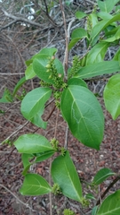 Antidesma madagascariense