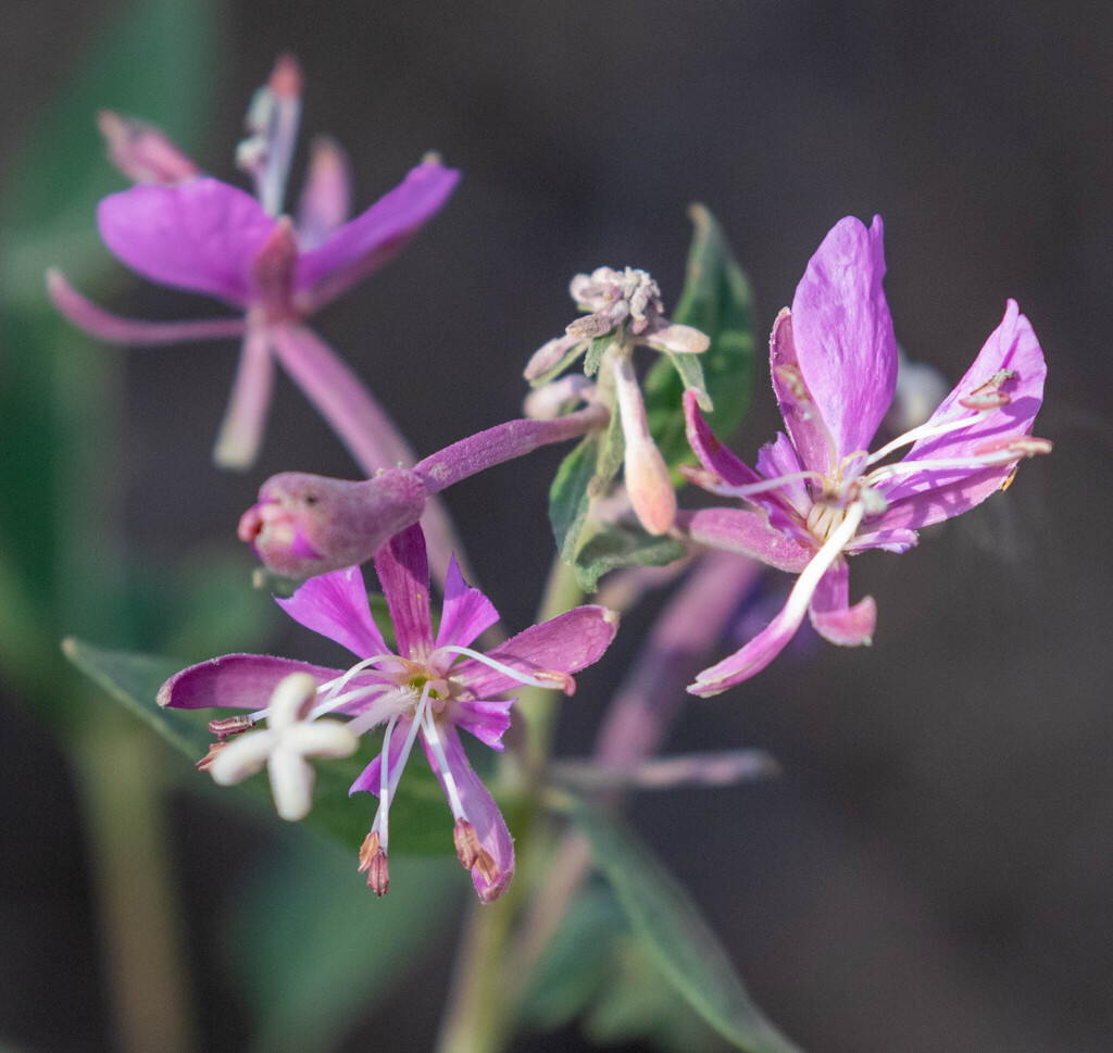 fireweed from Tragedy Spring, El Dorado County, CA, USA on August 31 ...