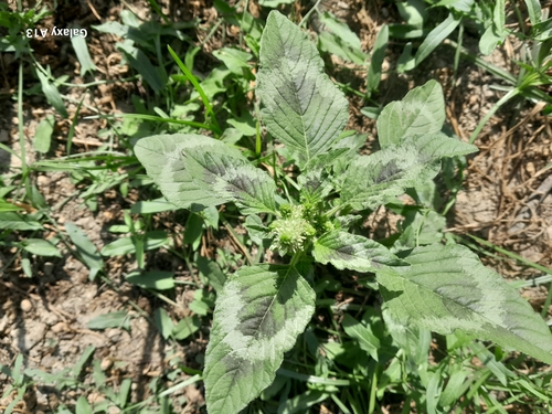 Joseph's Coat (Amaranthus tricolor)