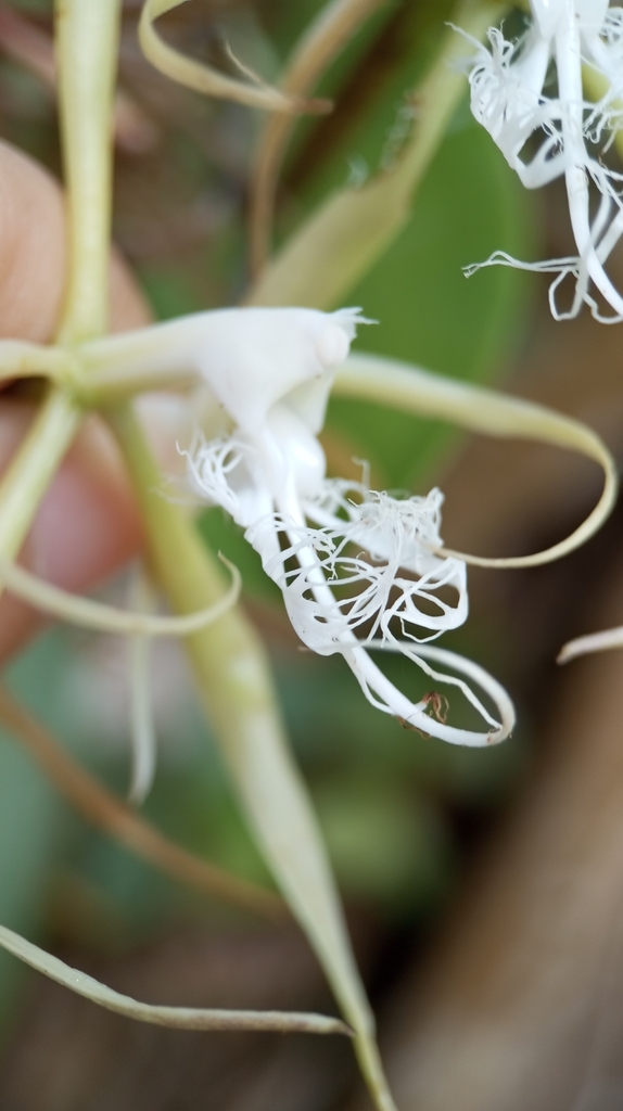Epidendrum megalemmum Carnevali & G.A.Romero