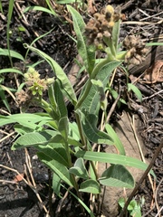 Raphionacme galpinii